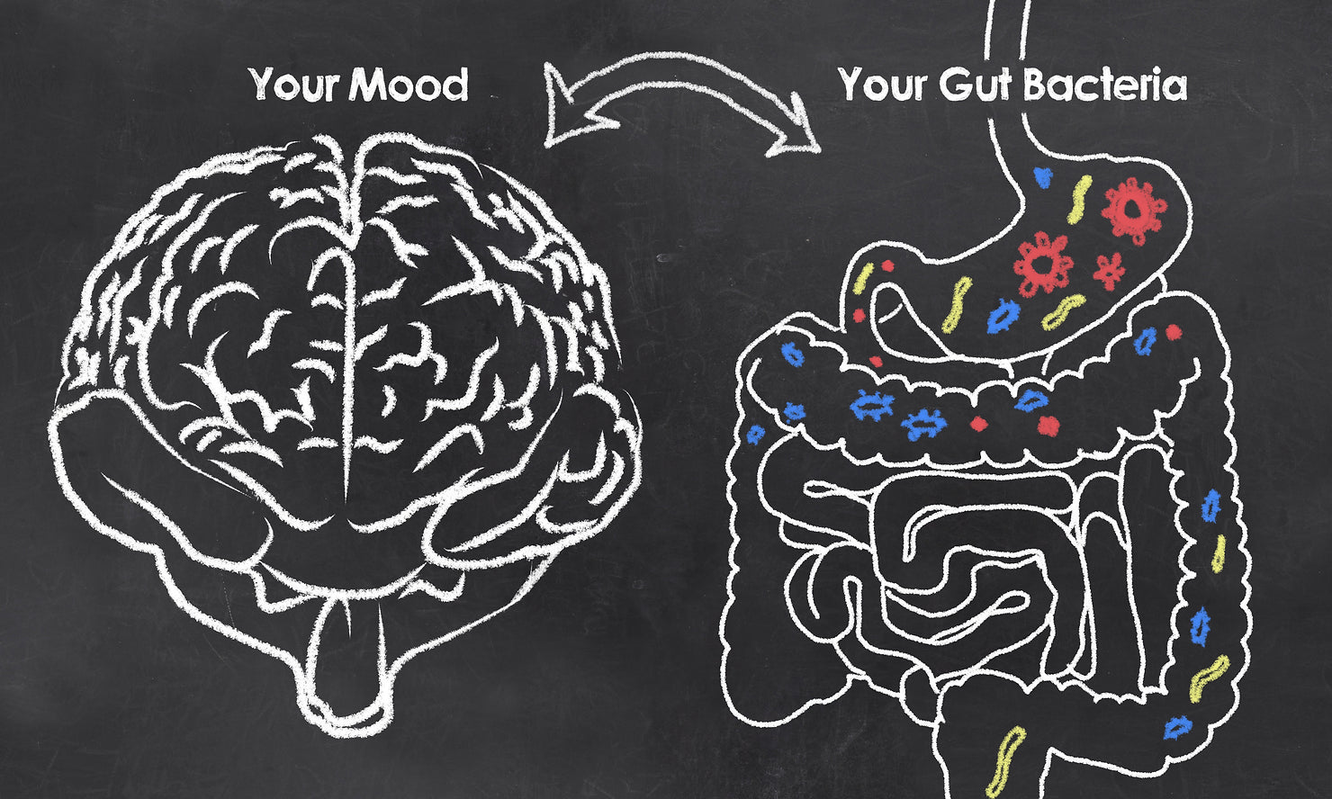 The Gut Brain Connection
