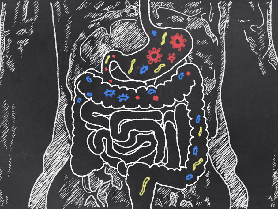 Leaky Gut Syndrome