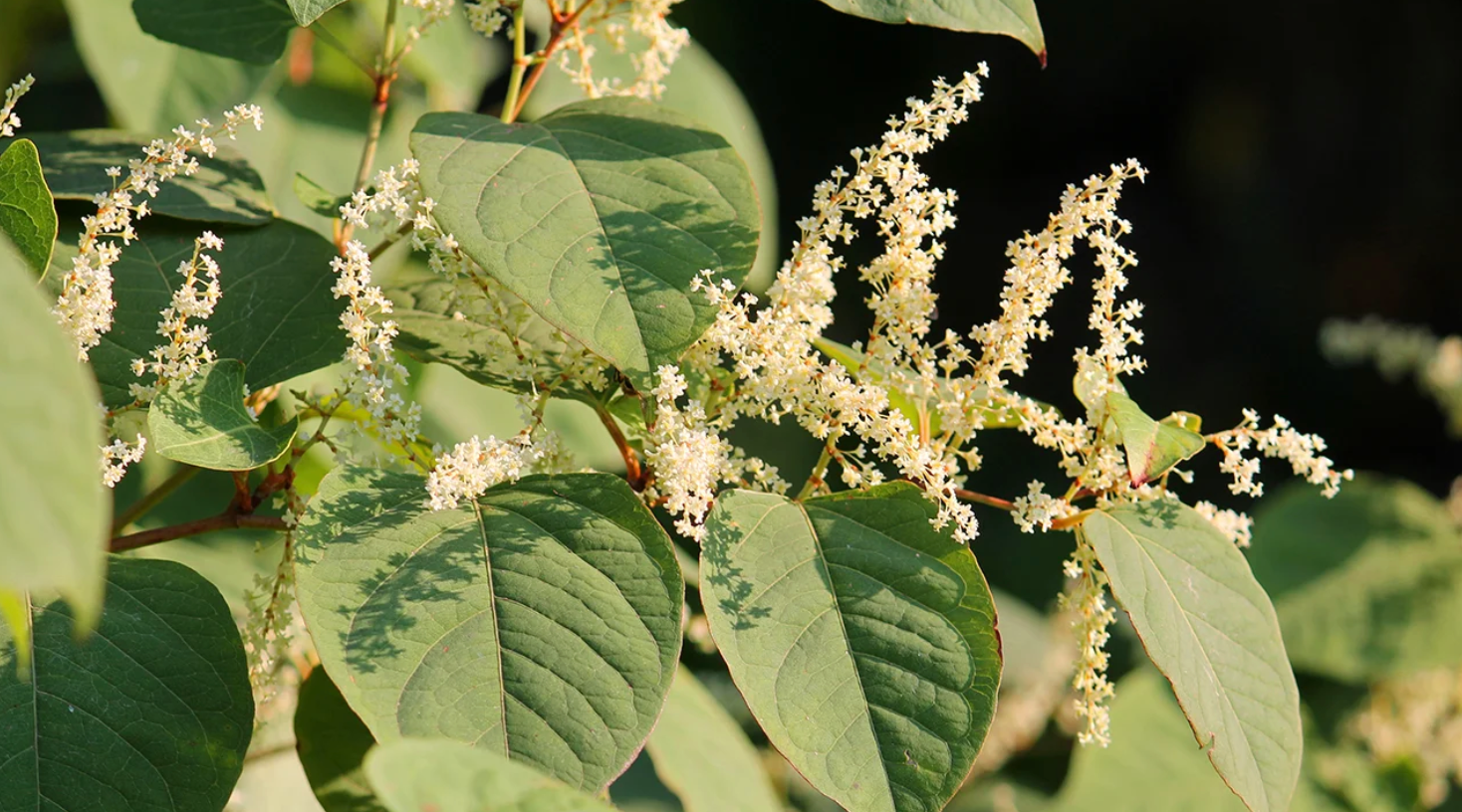 Giant Knotweed: A Powerful Source of Resveratrol for Heart Health and Antioxidant Support