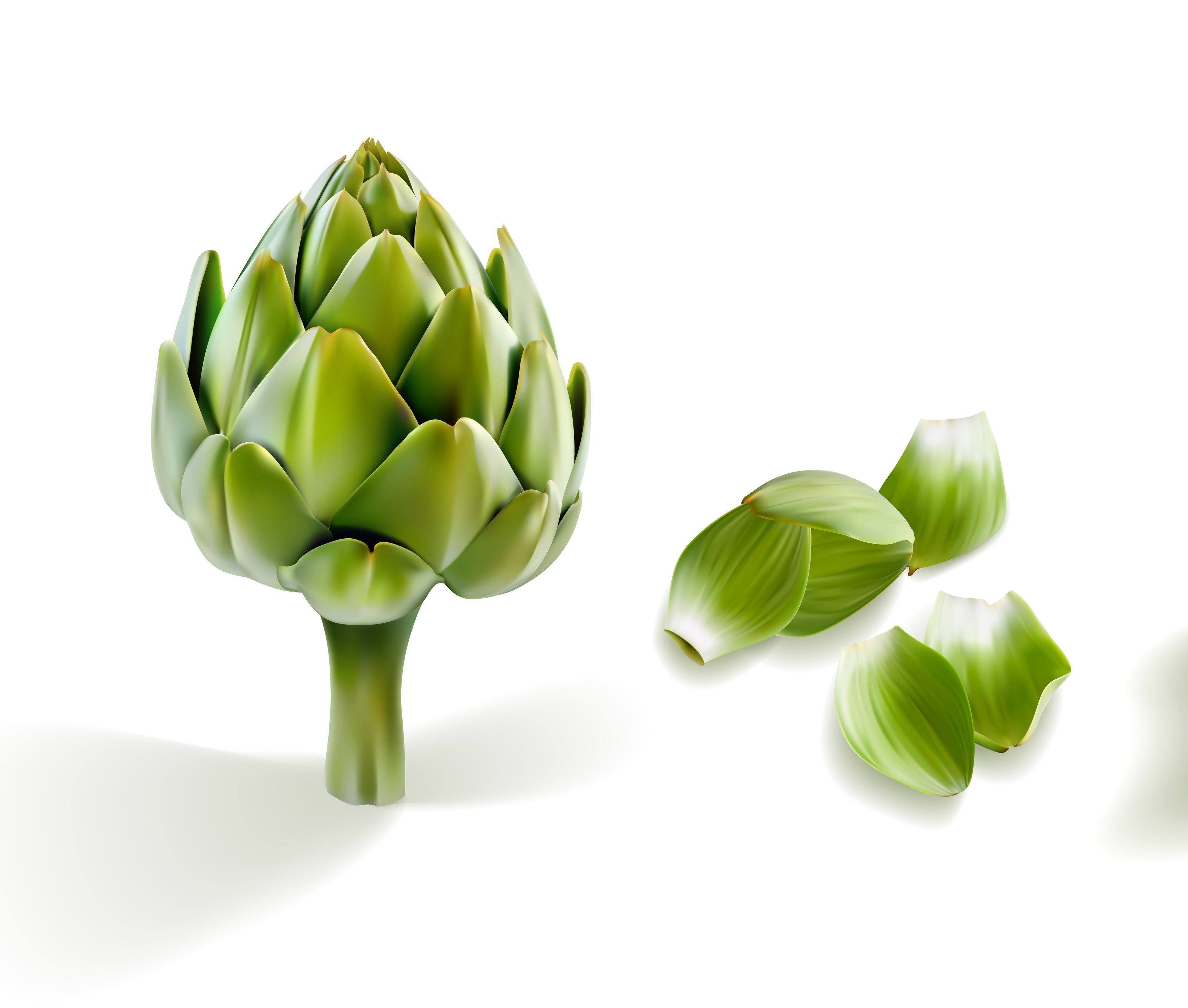 Artichoke Leaf: Nature's Digestive Aid and Liver Support