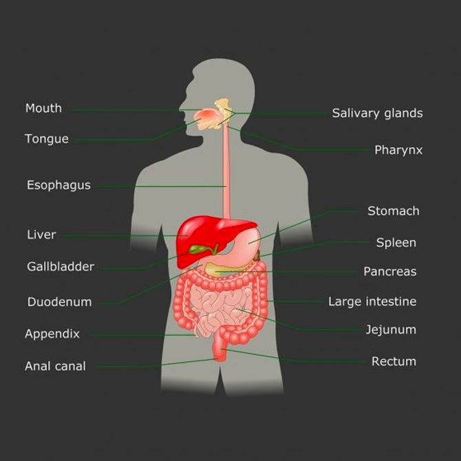 The Digestive System: A Guide to Nutrition and Supplements