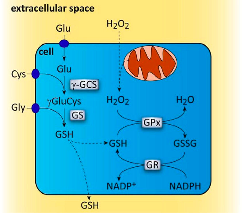 Glutathione: The Critical Role It Plays in Multiple Sclerosis – Root-A-Vi