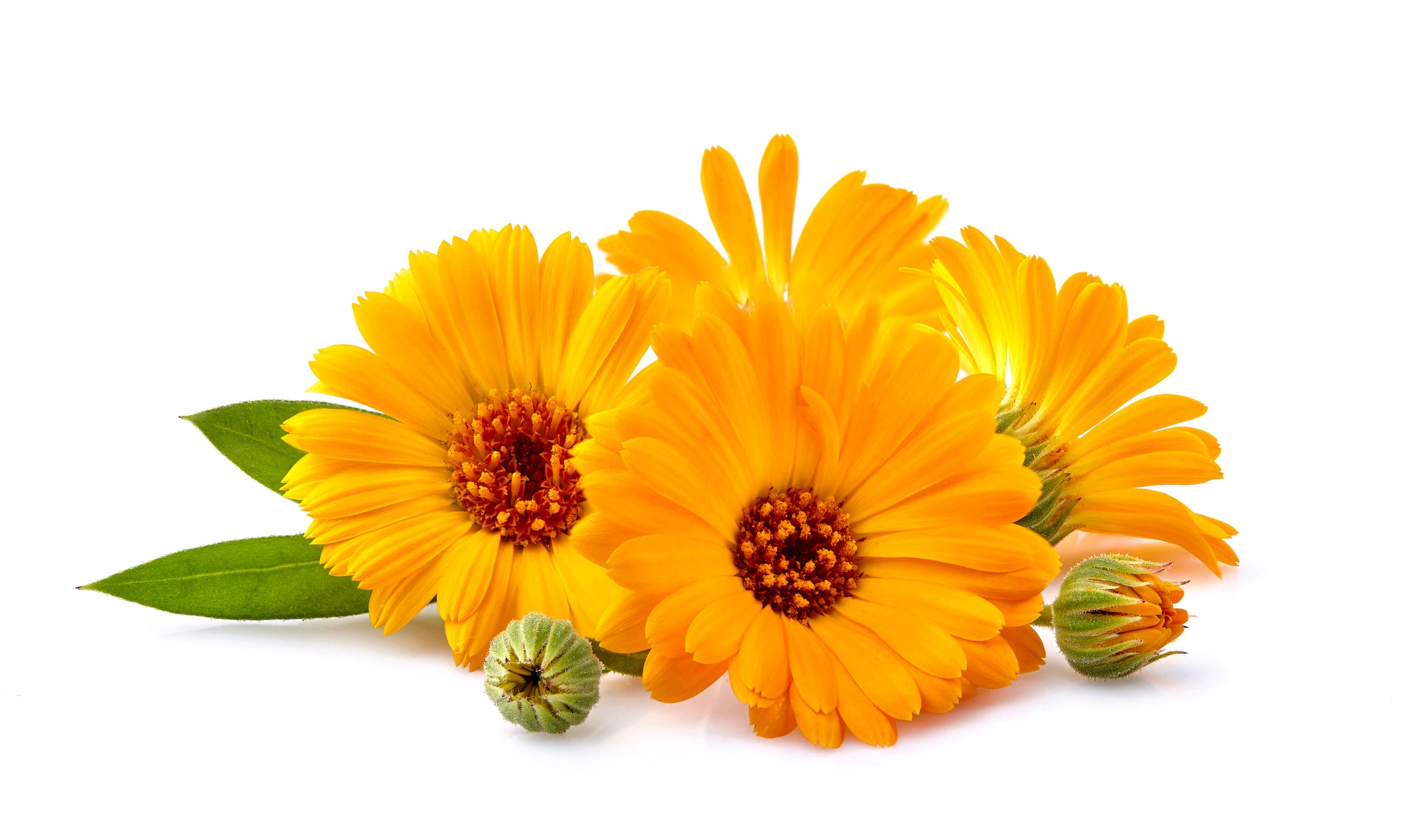 Calendula: The Healing Flower for Skin and Inflammation